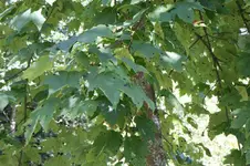 IMG_1734.webp