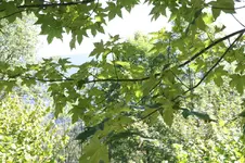 IMG_1736.webp
