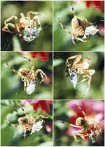 Spinne1.webp