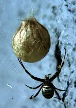 Spinne2.webp