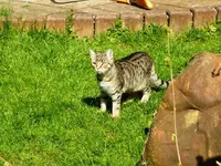 PWiese.webp