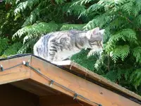 PHütte.webp