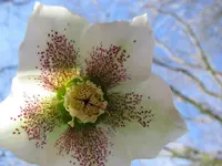 Helleborus.webp