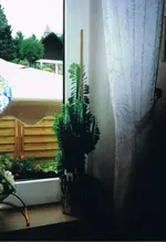 kaktus.webp
