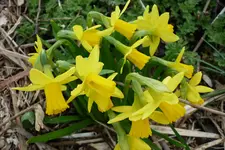 Viele gelbe Blüten.webp