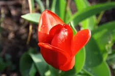 Blüten 03.04 (6) [1024x768].webp