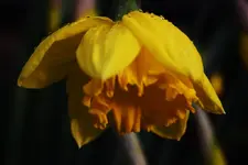 Blüten 03.04 (9) [1024x768].webp
