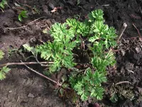DSCF0158.webp