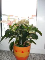 DSC01084.webp