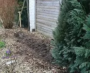 Thuja sind raus_klein.webp