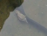 Schnecke3.webp