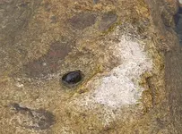 junge Schnecke.webp