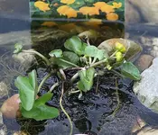 Sumpfdotterblume.webp