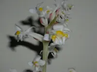 Ludisa.webp