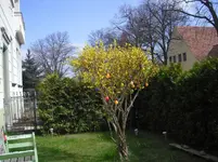 Vorsützie.webp