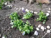 Hornveilchenbeet.webp