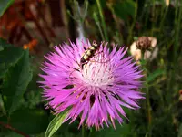 Portraitblume.webp