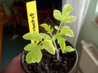 tomate hell.webp