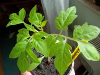 tomate grün.webp