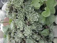 IMG_0713.webp