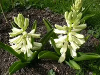 04.04.2010 013.webp