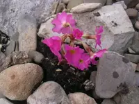 04.04.2010 014.webp