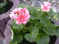04.04.2010 024.webp