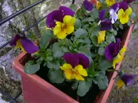 04.04.2010 025.webp