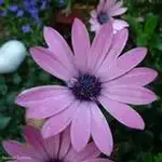 magerite.webp