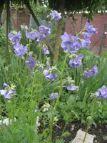 Garten 09 002.webp