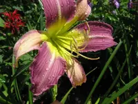 IMG_lovley light 4 _640x480.webp