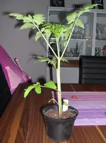 DSCN2889.webp