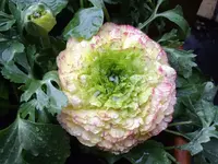 IMGP2466.webp