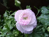 IMGP2467.webp