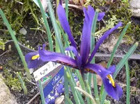 P1030021.webp