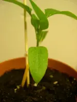DSCN9162m.webp