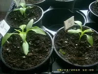 JD800030.webp