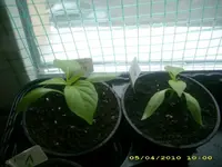 JD800031.webp