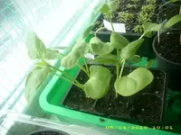 JD800033.webp