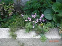 CIMG0881.webp