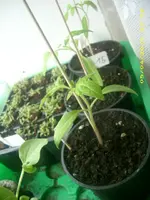 JD800039.webp