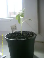 JD800026.webp