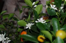 DSC_4665.webp