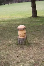 Holz Pilz [1024x768].webp