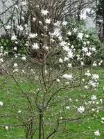 P1010420.webp