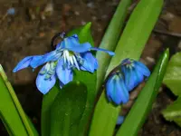 blau.webp