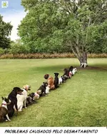 Hundegeduld.webp