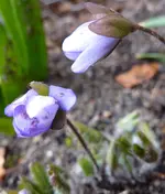 P1030241.webp