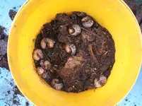 Garten 007.webp