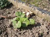 Garten 004.webp